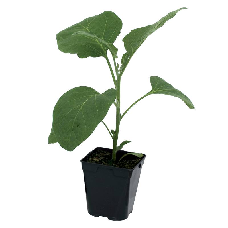 Aubergine Rania f1 pot 0,5 litre - Image 2