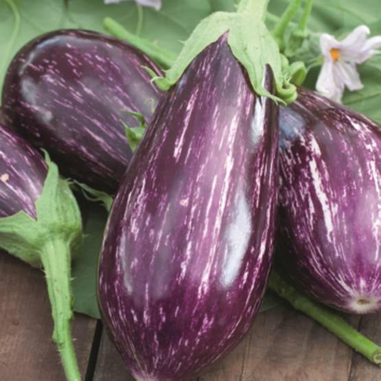 Aubergine Rania f1 pot 0,5 litre - Image 1