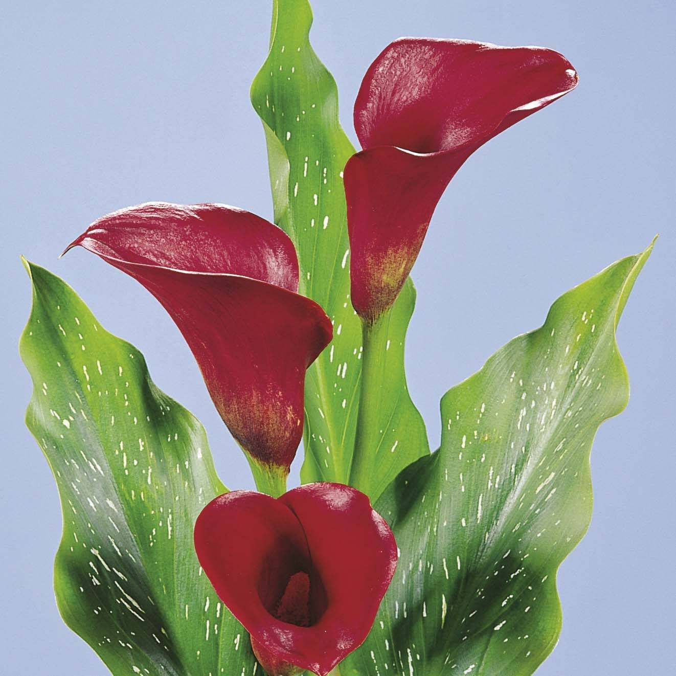 Arum ou Calla rouge framboise - Zantedeschia Red Alert Bulbe calibre 14+ (par 3)