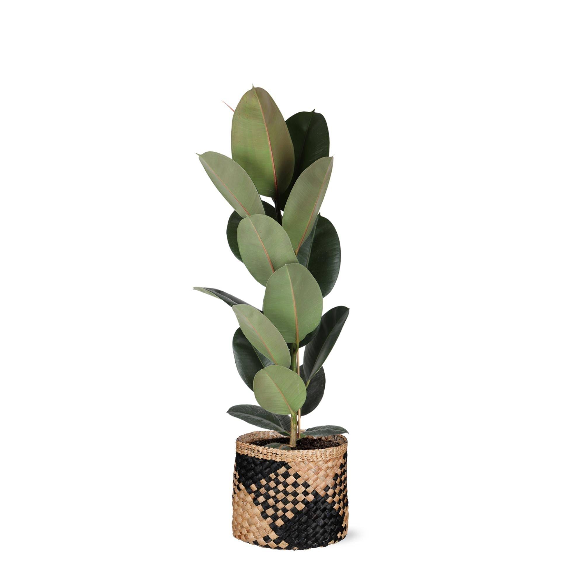 La Green Touch - Ficus Elastica Robusta et son pot- La Green Touch Panier naturel Noir - Hauteur 90cm