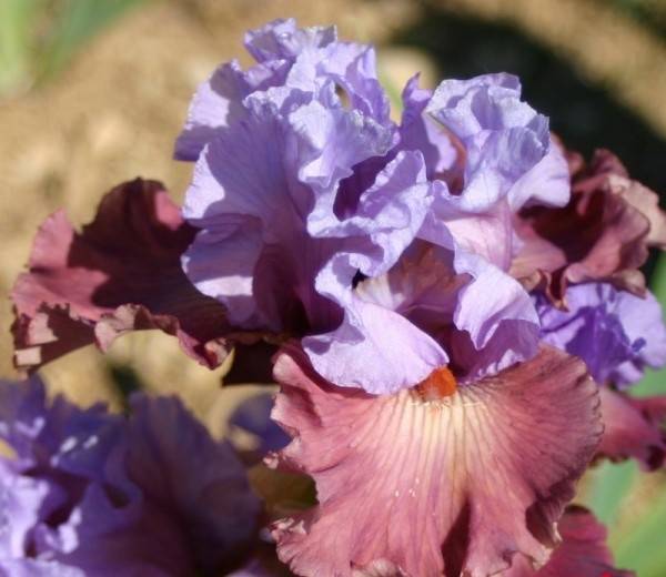 Promesse de Fleurs - Iris germanica Adoranova - Iris des Jardins Rhizome