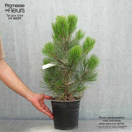 Pin de bosnie - Pinus heldreichii (leucodermis) Compact Gem Pot de 4L/5L - Image 2