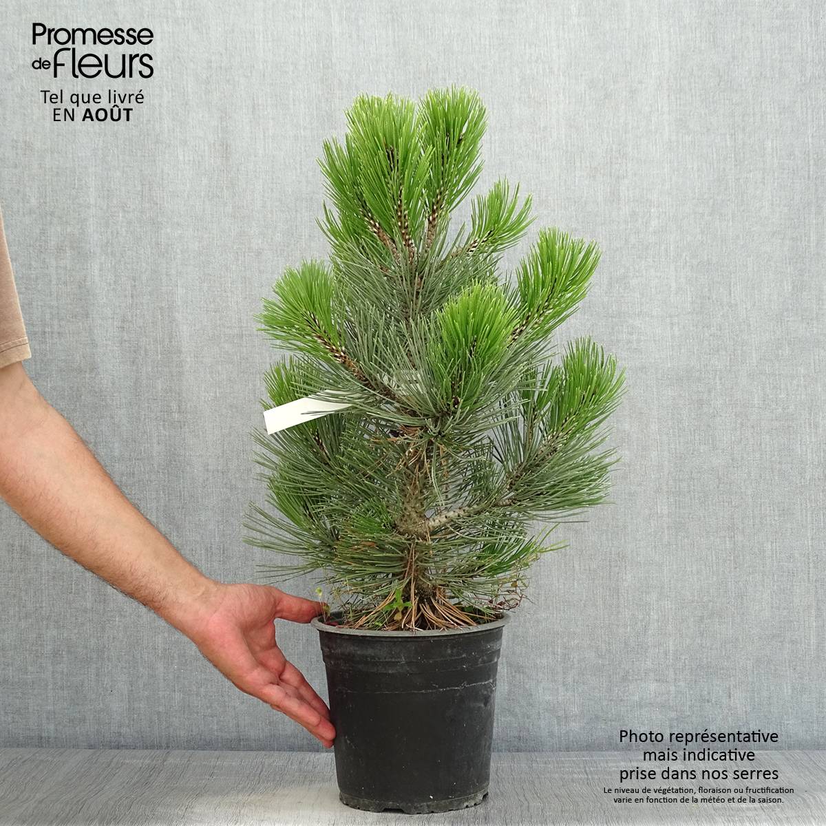 Pin de bosnie - Pinus heldreichii (leucodermis) Compact Gem Pot de 4L/5L - Image 2