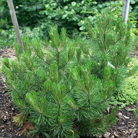 Pin de bosnie - Pinus heldreichii (leucodermis) Compact Gem Pot de 4L/5L - Image 1