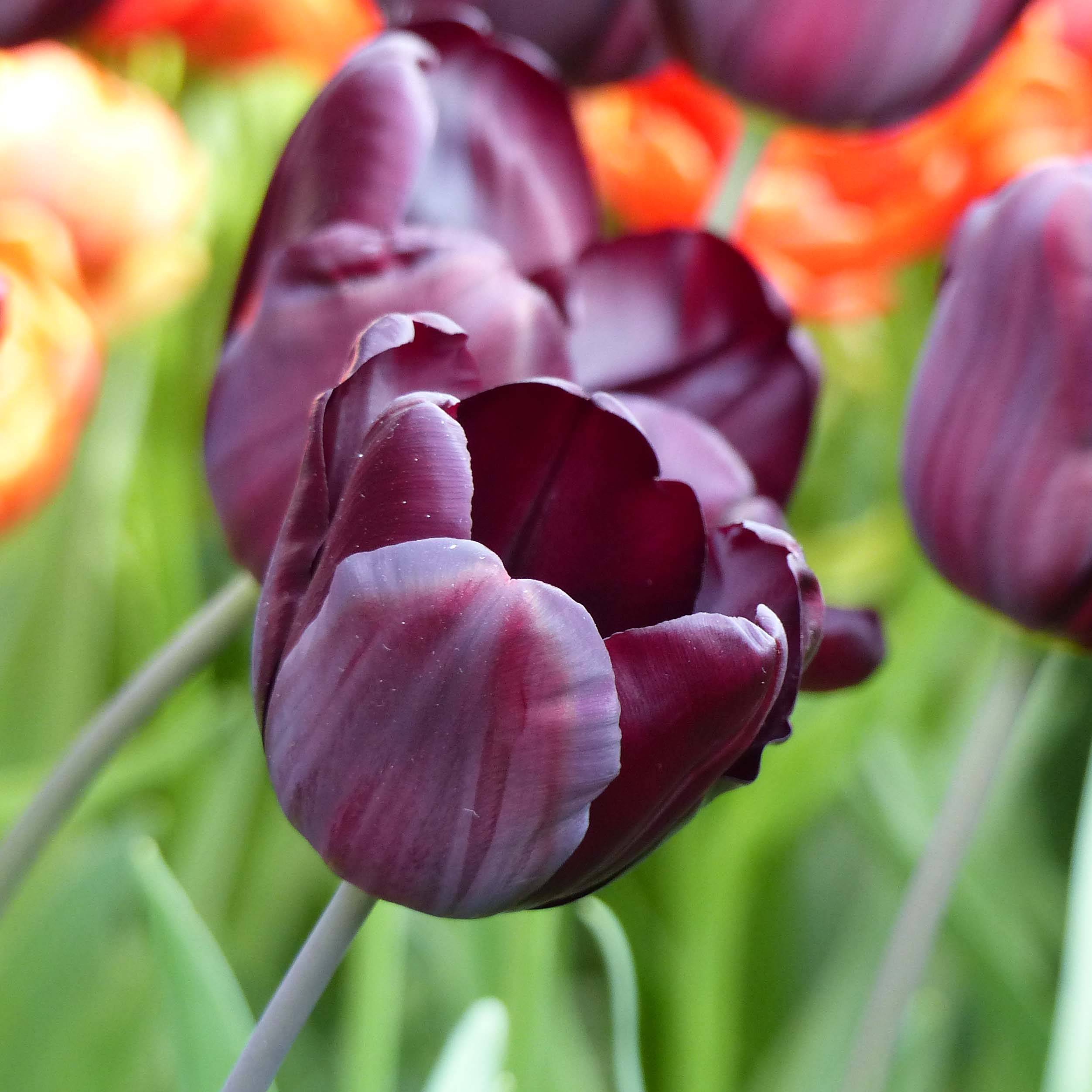 Promesse de Fleurs - Tulipe Triomphe Continental Bulbe calibre 11+ (par 10)
