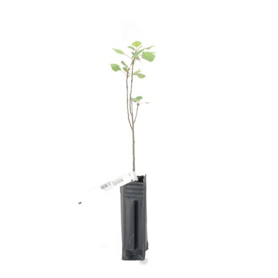 Peuplier noir (Populus nigra) - Godet - Taille 20/40cm - Pépinières Naudet - Image 2