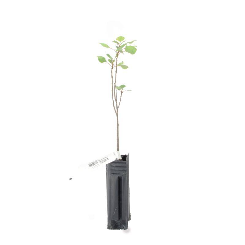 Peuplier noir (Populus nigra) - Godet - Taille 20/40cm - Pépinières Naudet - Image 2