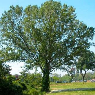 Peuplier noir (Populus nigra) - Godet - Taille 20/40cm - Pépinières Naudet