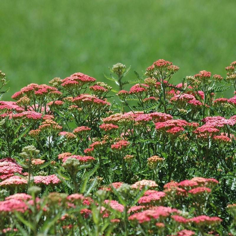 Achillée millefeuille Wesersandstein à fleurs Rose - feuillage Caduc - Godet - 5/20 cm-  hauteur à maturité De 0,50 m à 1,00 m - Image 1