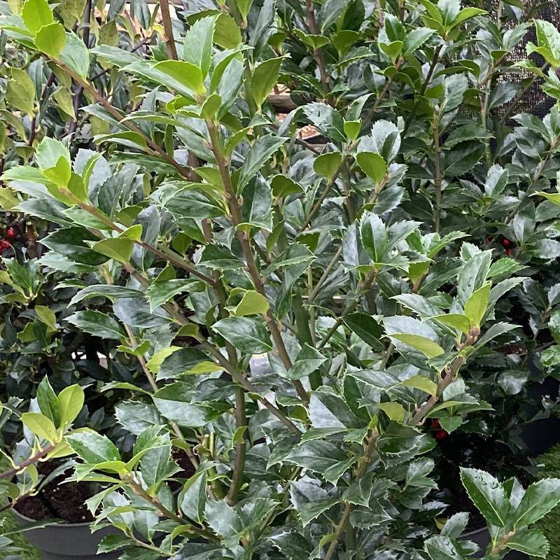 Houx - Ilex x meserveae Heckenpracht Godet de 8/9 cm - Image 1