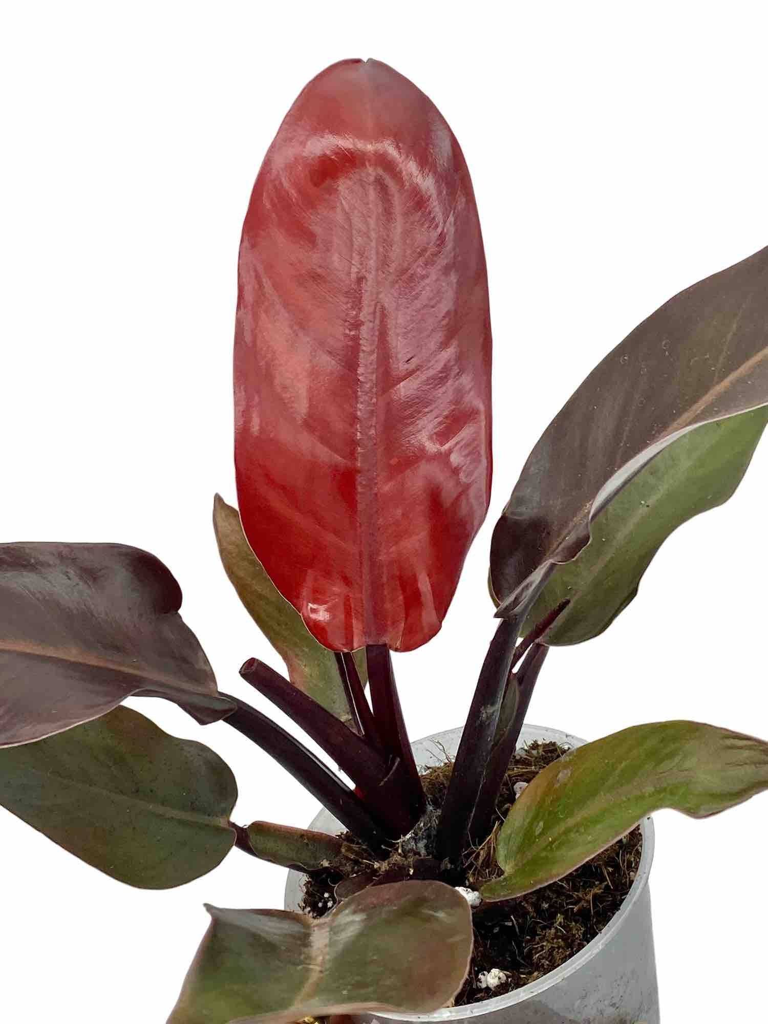 Philodendron Red Sun - Pot de 6cm - Plantes d'intérieur - Image 6