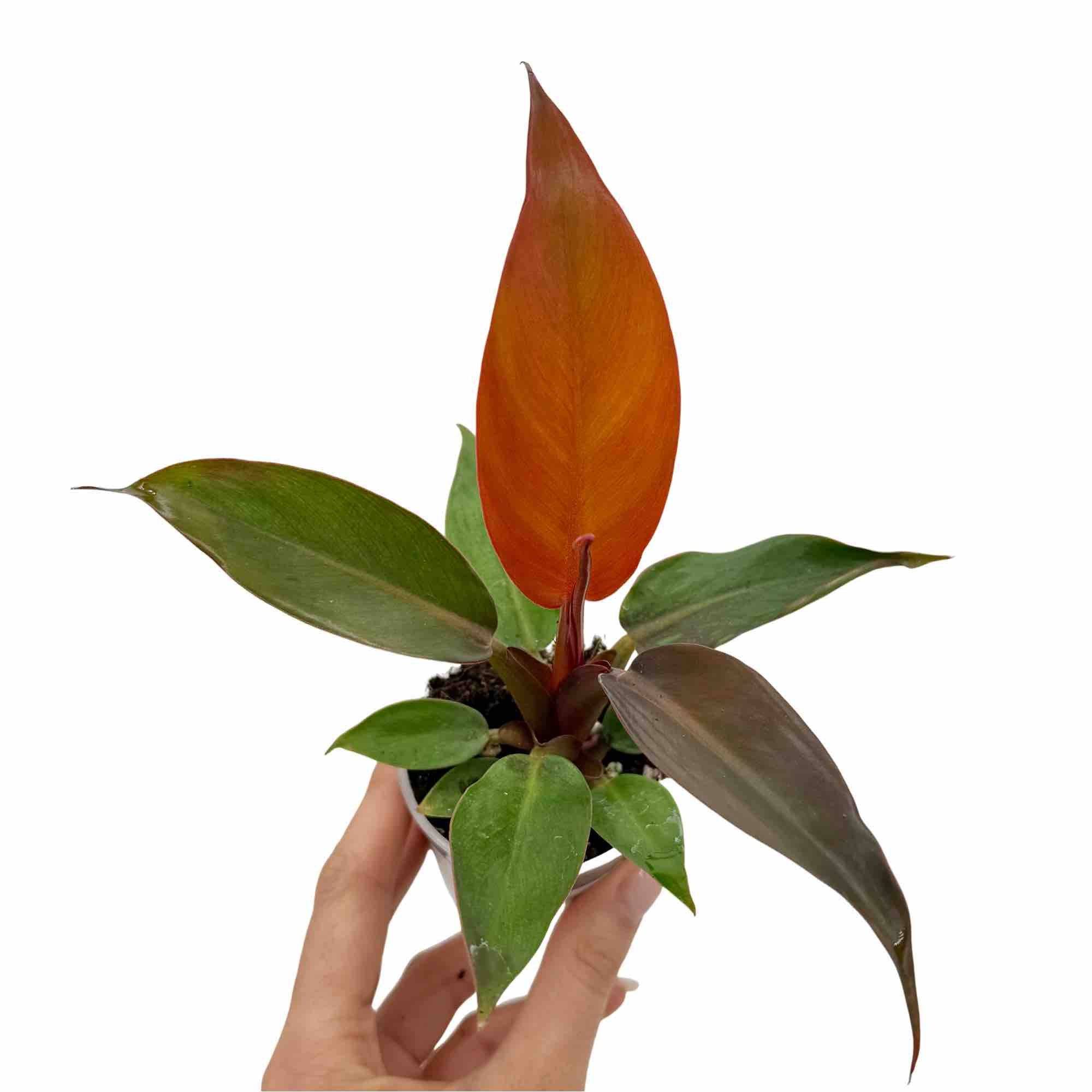 Philodendron Red Sun - Pot de 6cm - Plantes d'intérieur - Image 1