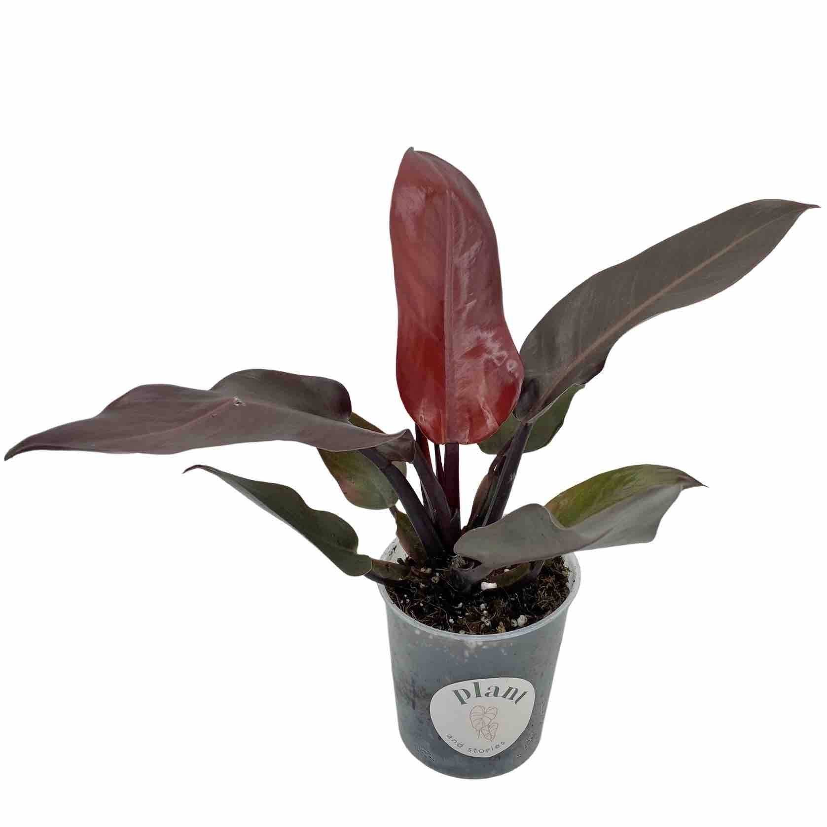 Philodendron Red Sun - Pot de 6cm - Plantes d'intérieur - Image 5