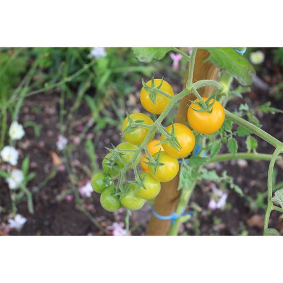 Plant de tomate Cerise Goldwin pot de 0,5 litre - Image 1