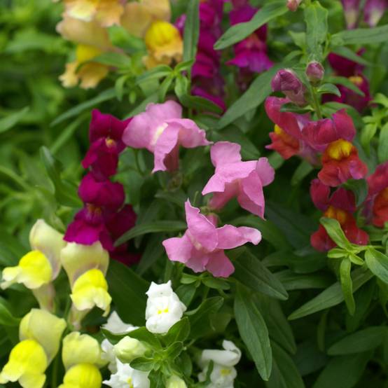 Graines de Muflier nain Emerald Isles - Antirrhinum majus pumilum le sachet de 2550 graines environ (0,4g)