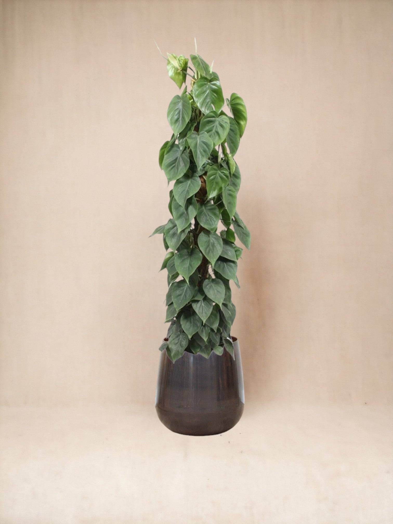 La Green Touch - Philodendron Scandens - D27 H150cm - Image 1