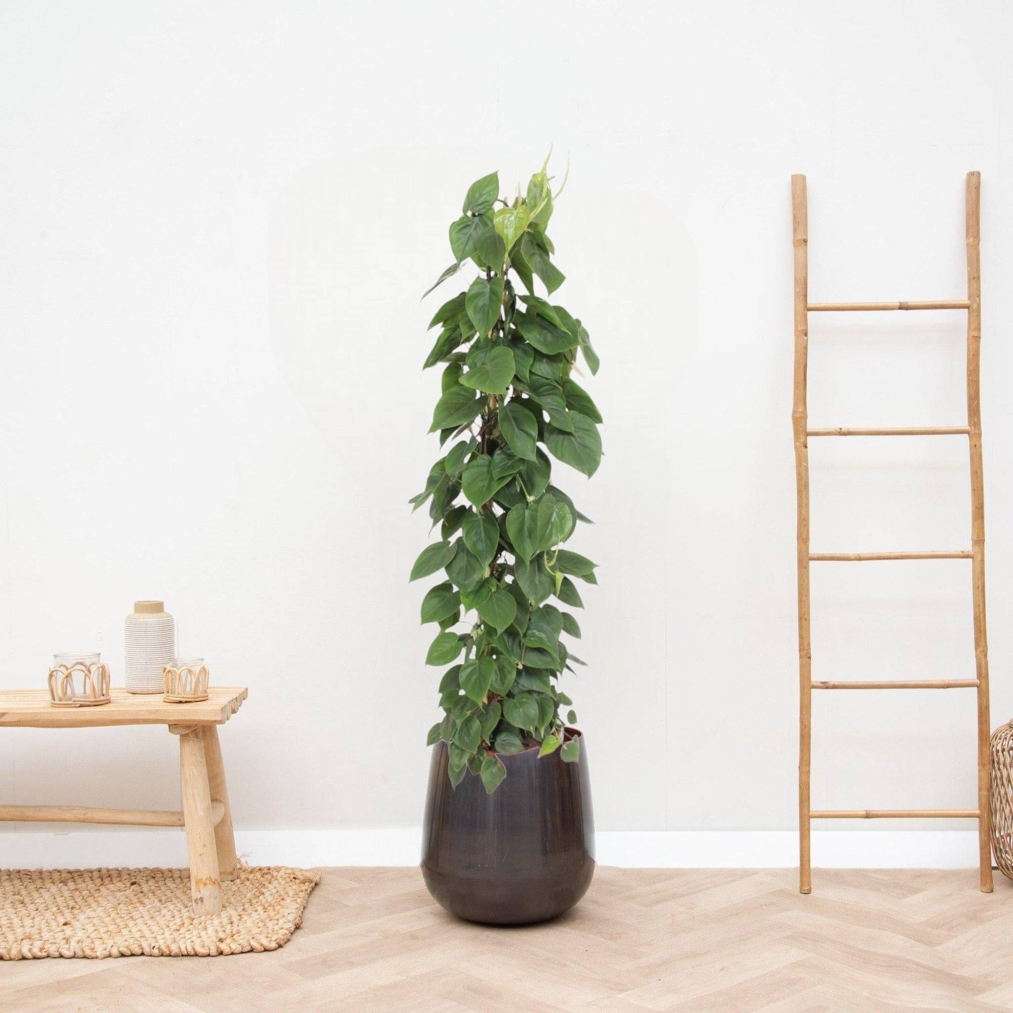 La Green Touch - Philodendron Scandens - D27 H150cm - Image 2
