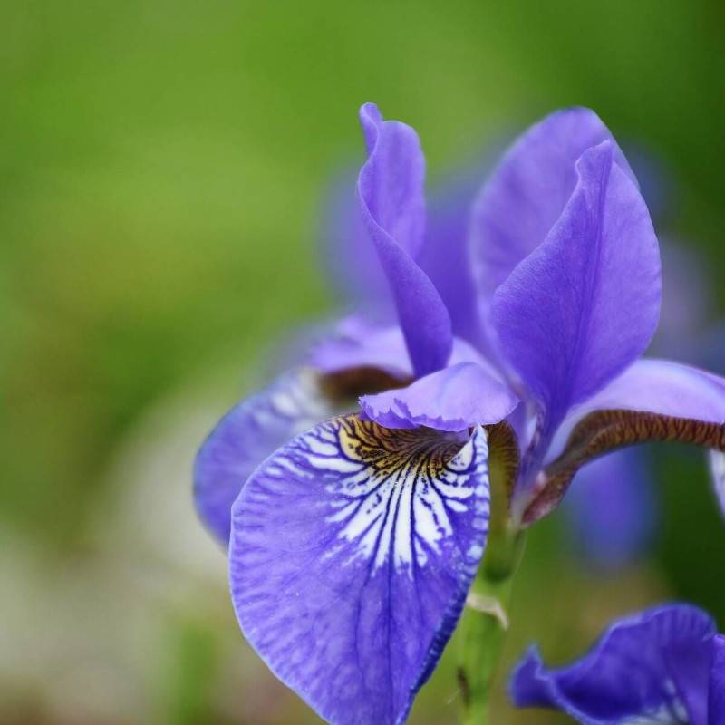 Iris de Sibérie Cool Spring à fleurs Bleue/ - feuillage Caduc - Godet - 5/20 cm - Image 2