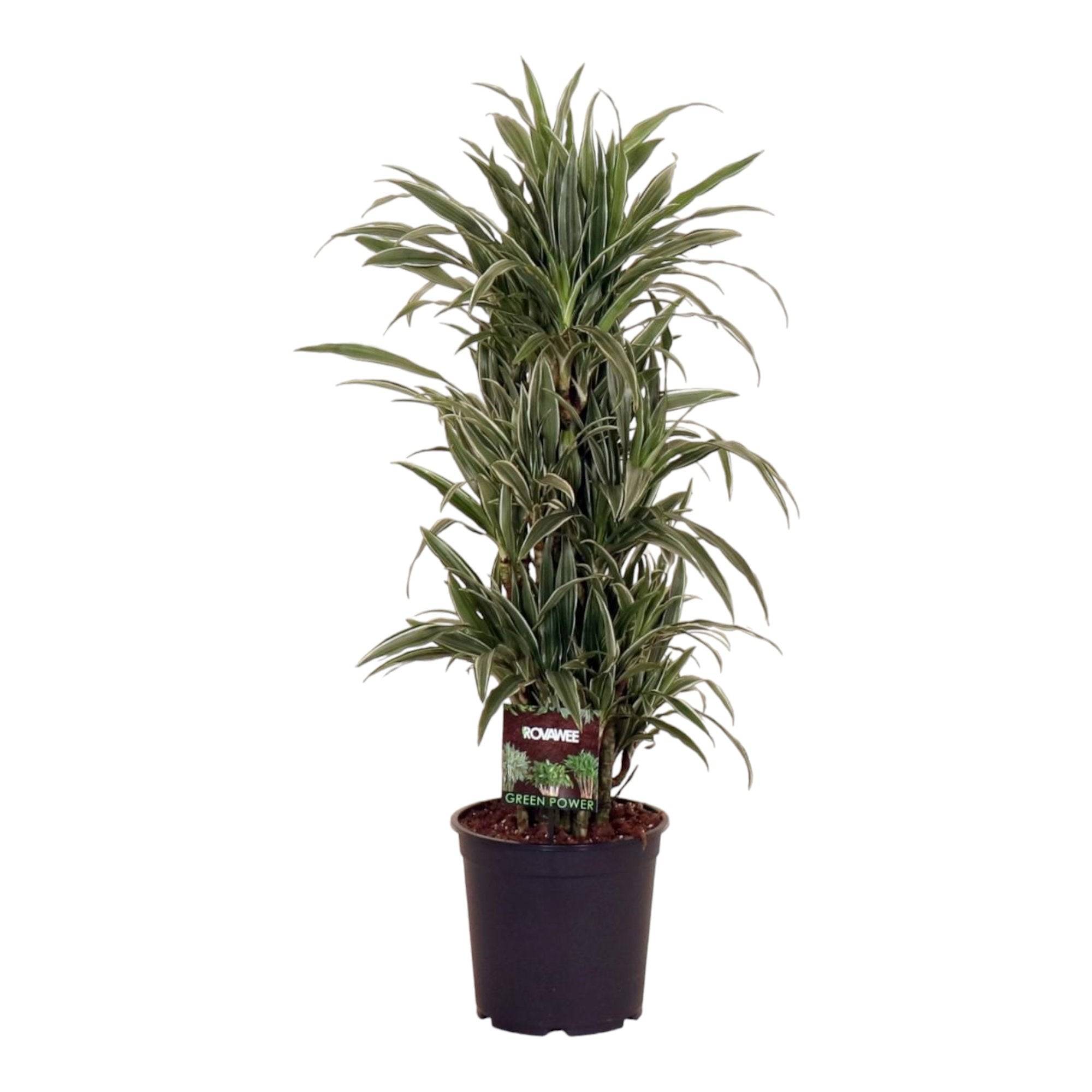 La Green Touch - Dracaena 'Warneckei' 110cm - Plante d'intérieur- La Green Touch - Image 2