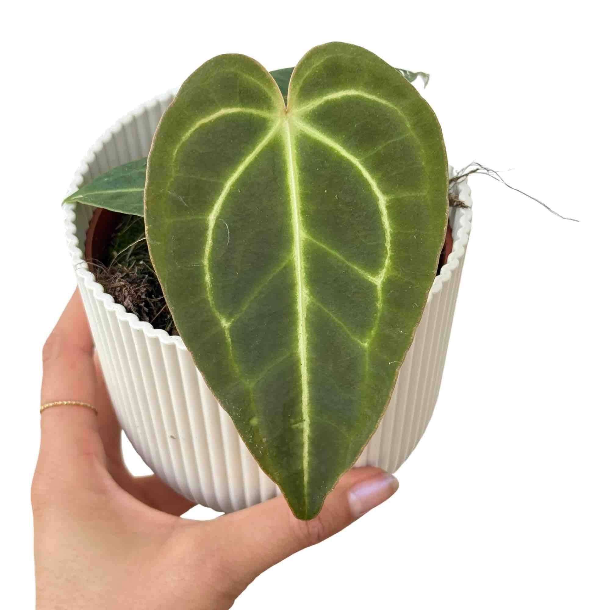 Anthurium Regale - Pot de 6cm - Plantes d'intérieur - Image 5