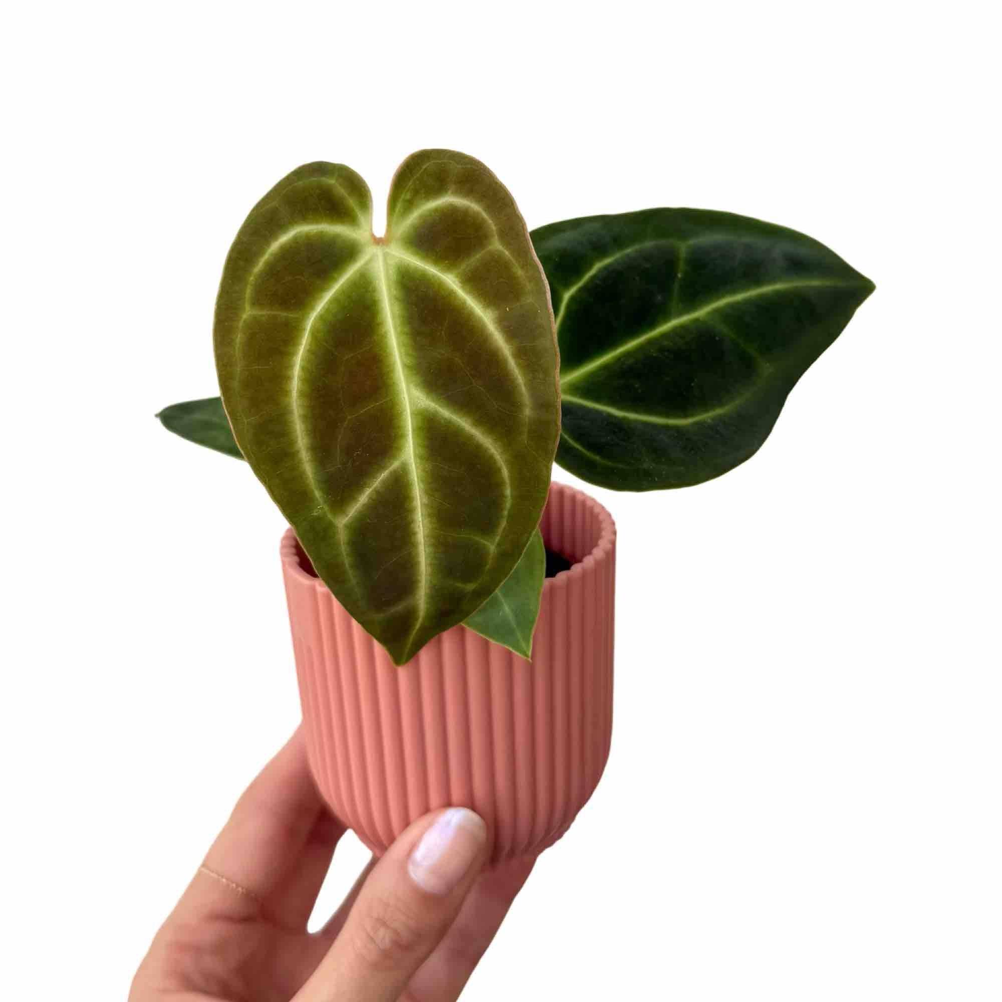 Anthurium Regale - Pot de 6cm - Plantes d'intérieur - Image 1