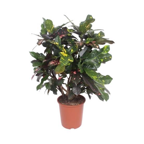 La Green Touch - Codiaeum Magnificent 110cm - Plante d'intérieur- La Green Touch - Image 1
