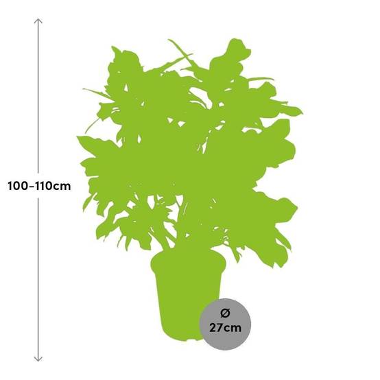 La Green Touch - Codiaeum Magnificent 110cm - Plante d'intérieur- La Green Touch - Image 3