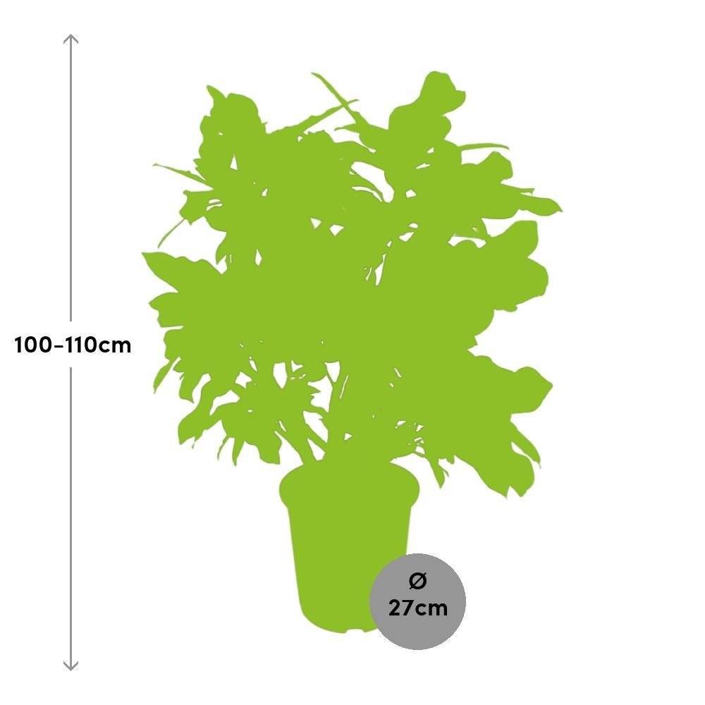 La Green Touch - Codiaeum Magnificent 110cm - Plante d'intérieur- La Green Touch - Image 3