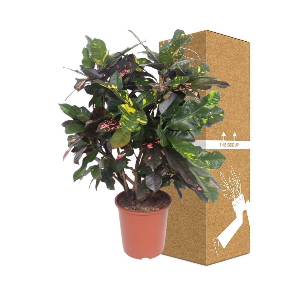 La Green Touch - Codiaeum Magnificent 110cm - Plante d'intérieur- La Green Touch - Image 4