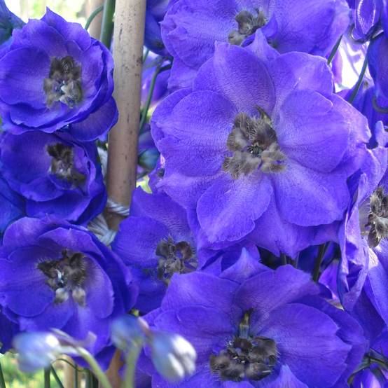 Promesse de Fleurs - Delphinium Pacific Blue Jay - Pied d'Alouette vivace Godet de 7/8 cm