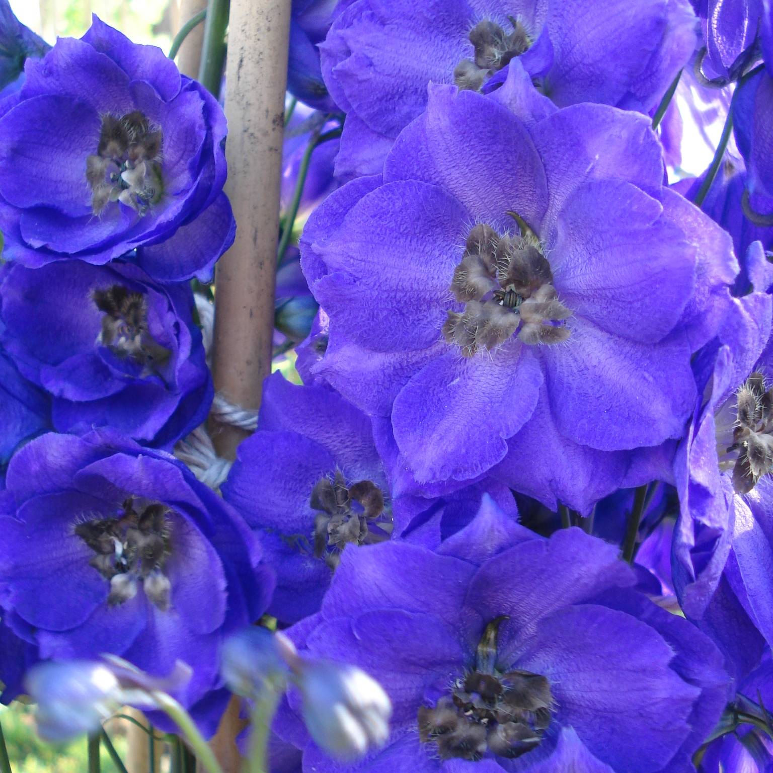 Promesse de Fleurs - Delphinium Pacific Blue Jay - Pied d'Alouette vivace Godet de 7/8 cm