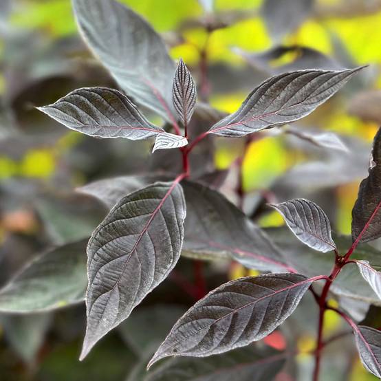 Promesse de Fleurs - Cornus alba Nightfall - Cornouiller blanc Pot de 12L/15L