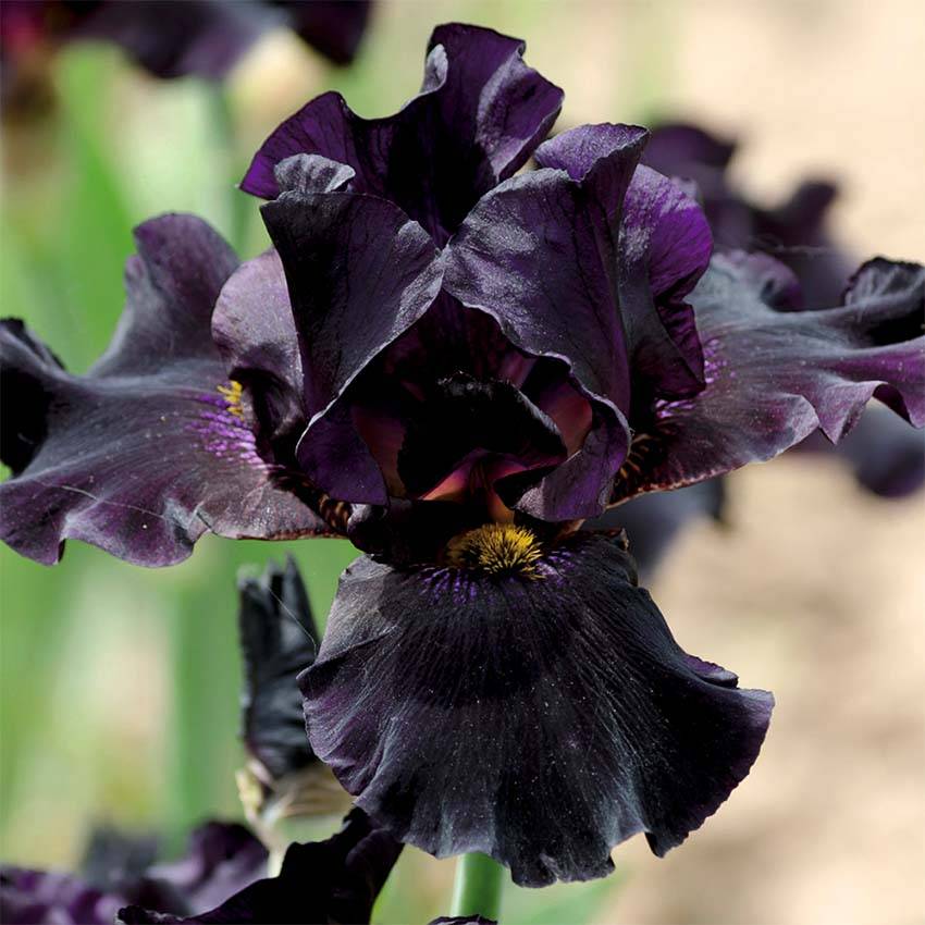 Iris noir - Iris Louisiana - Image 3