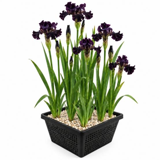 Iris noir - Iris Louisiana - Image 1