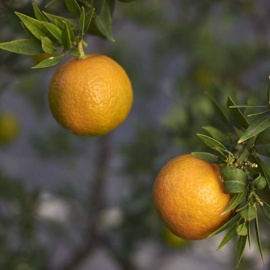 Mandarinier Chinois - Citrus myrtifolia Pot de 4L/5L, 1/4 de tige