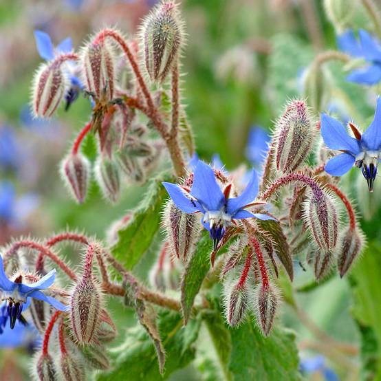 Bourrache bleue et blanche le sachet de 90 graines environ (2g)