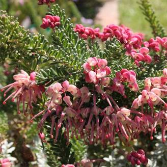 Promesse de Fleurs - Grevillea lanigera Mount Tamboritha Pot de 2L/3L