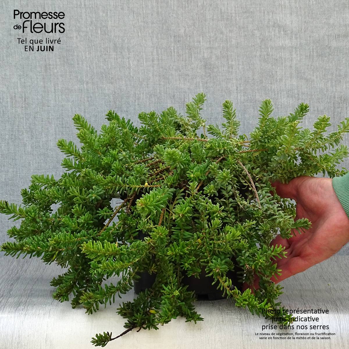 Promesse de Fleurs - Grevillea lanigera Mount Tamboritha  Pot de 2L/3L - Image 2
