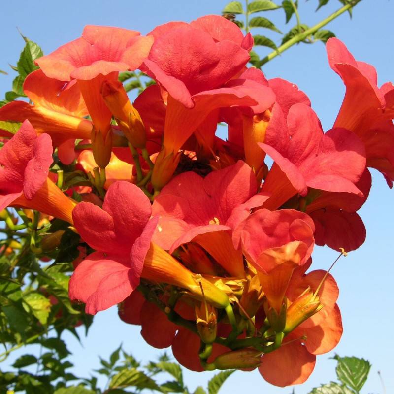 Bignone Madame Galen à fleurs Orange - feuillage Caduc - Pot de 3L - Echelle bambou 60/120 cm-  hauteur à maturité De 5,00 m à 10,00 m - Image 1