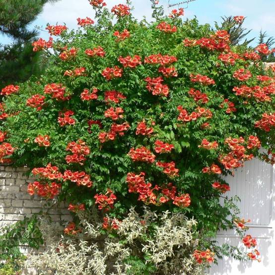 Bignone Madame Galen à fleurs Orange - feuillage Caduc - Pot de 3L - Echelle bambou 60/120 cm- hauteur à maturité De 5,00 m à 10,00 m - Image 5