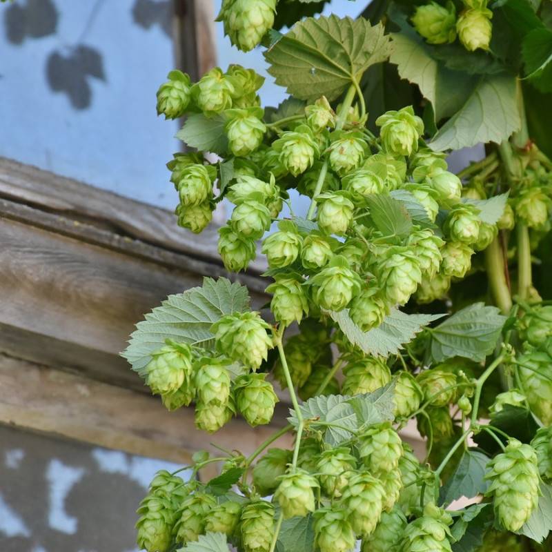 Houblon Nordbrau (Femelle) - Godet - 5/10 cm