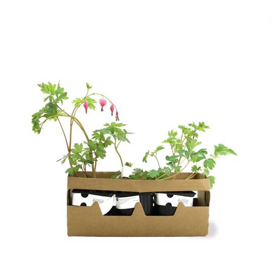 3 Cœurs de Marie Rose (Dicentra Spectabilis) - Lot de 3 vivaces - Pépinières Naudet - Image 4