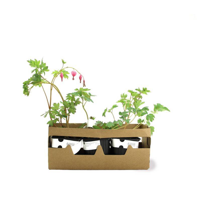3 Cœurs de Marie Rose (Dicentra Spectabilis) - Lot de 3 vivaces - Pépinières Naudet - Image 4