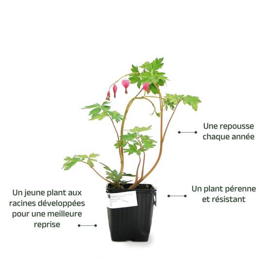 3 Cœurs de Marie Rose (Dicentra Spectabilis) - Lot de 3 vivaces - Pépinières Naudet - Image 3
