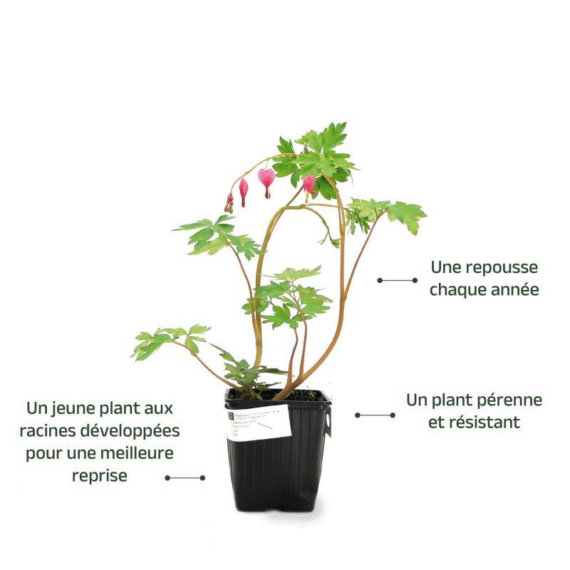 3 Cœurs de Marie Rose (Dicentra Spectabilis) - Lot de 3 vivaces - Pépinières Naudet - Image 3