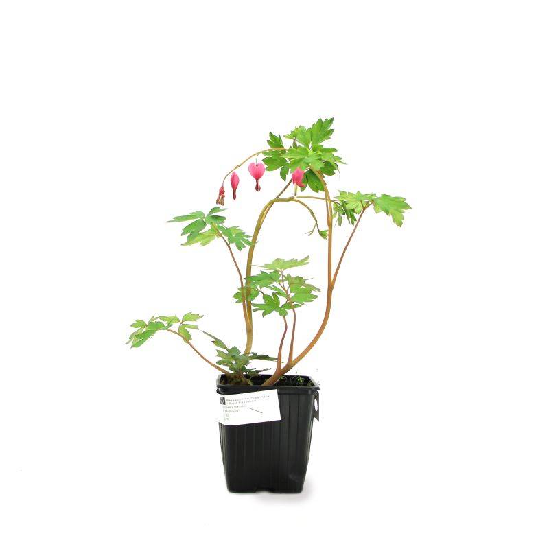 3 Cœurs de Marie Rose (Dicentra Spectabilis) - Lot de 3 vivaces - Pépinières Naudet - Image 2