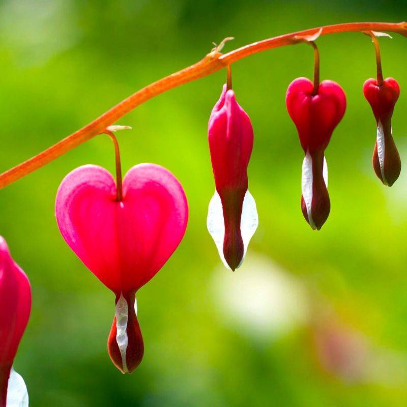 3 Cœurs de Marie Rose (Dicentra Spectabilis) - Lot de 3 vivaces - Pépinières Naudet