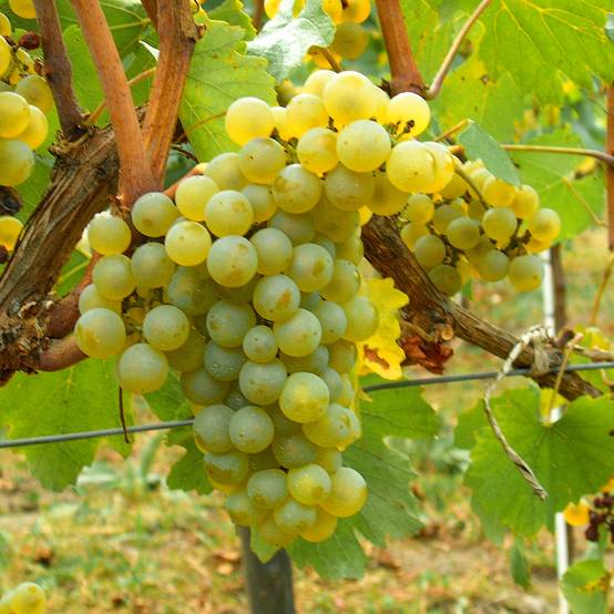 Promesse de Fleurs - Vigne Chardonnay Pot de 2L/3L