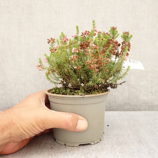 Bruyère d'automne - Erica williamsii Ken Wilson Pot de 1,5L/2L - Image 2