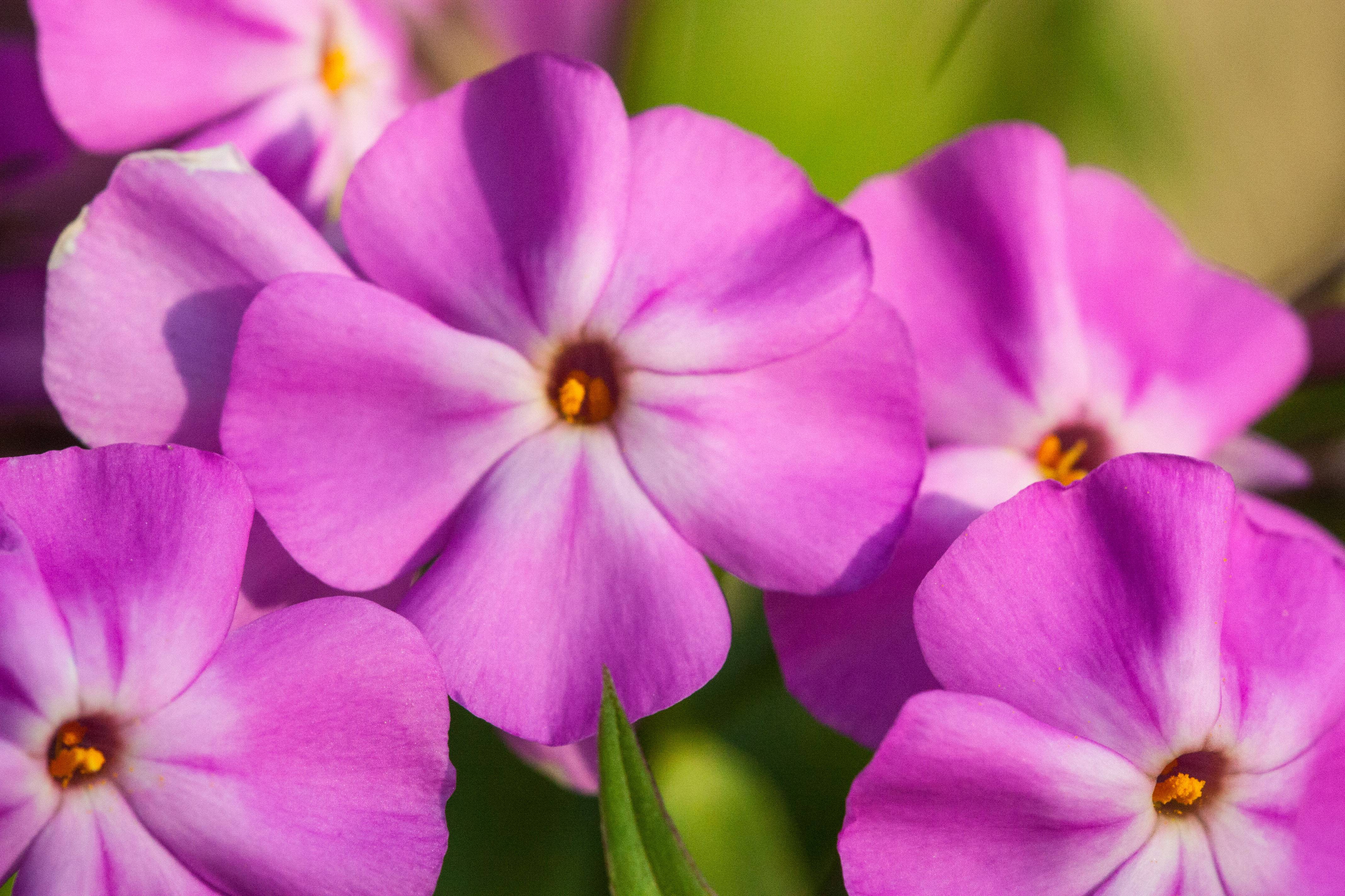 Promesse de Fleurs - Phlox carolina Bill Baker Godet de 8/9 cm - Image 1